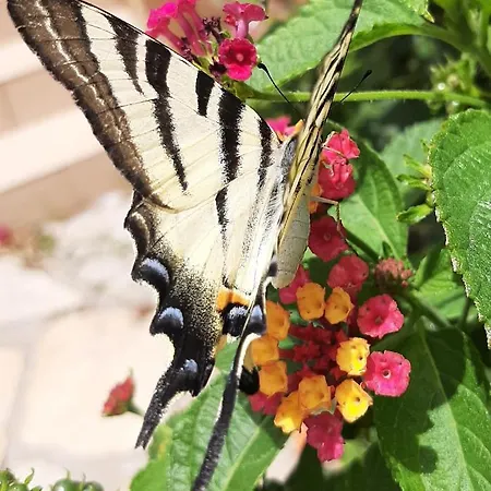 B&B Cyrnea - Adults Only 포르토베쉬오