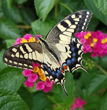 Cyrnea - Adults Only B&B