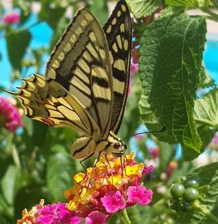 Cyrnea - Adults Only