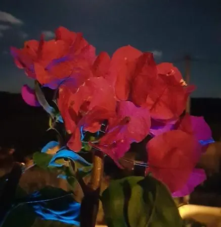 Bed & Breakfast Cyrnea - Adults Only