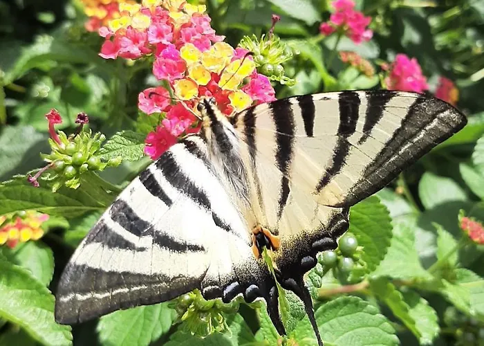 住宿加早餐酒店 Cyrnea - Adults Only *