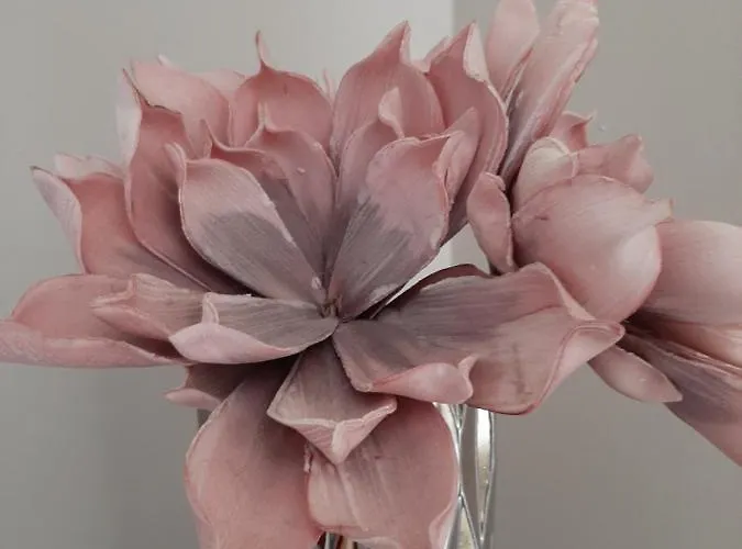 Cyrnea - Adults Only