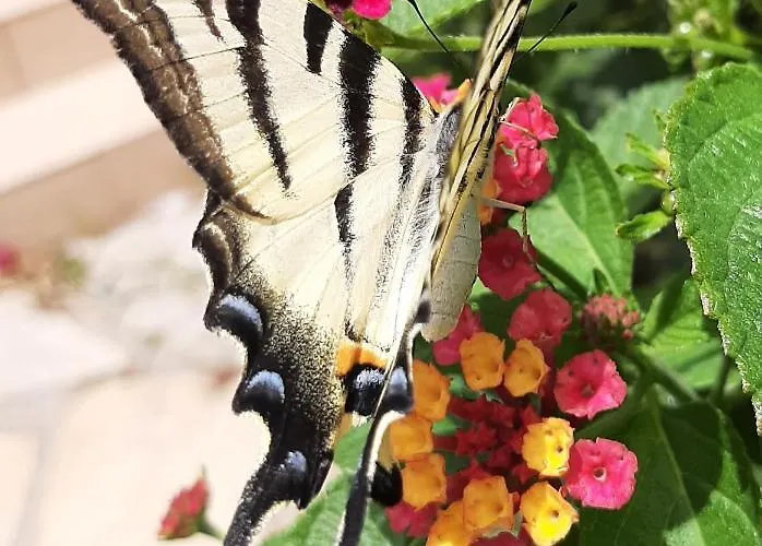 住宿加早餐酒店 Cyrnea - Adults Only 维琪奥港