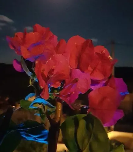 Bed & Breakfast Cyrnea - Adults Only