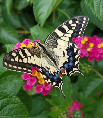 Cyrnea - Adults Only Bed & Breakfast