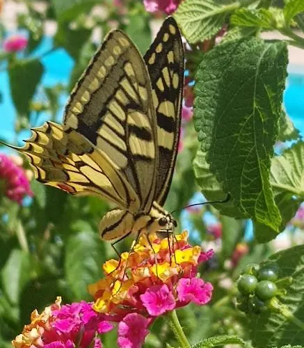 Cyrnea - Adults Only